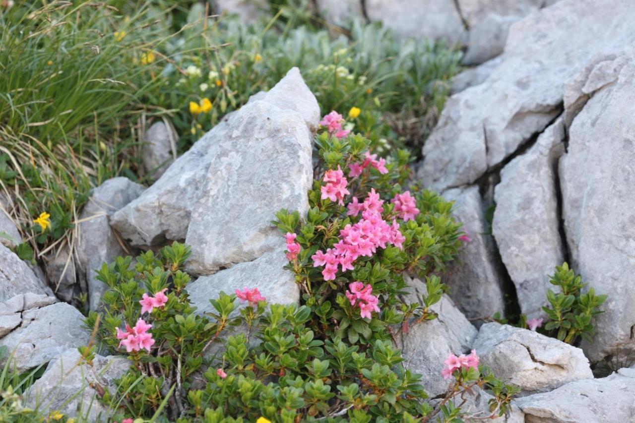 Ferienwohnung Pyhrgasblick Rosenau am Hengstpass Esterno foto